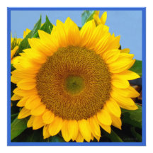 Girasol azul brillante impresión fotográfica