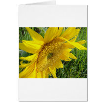 Girasol brillante felicitaciones