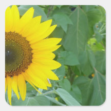 Girasol Calcomania Cuadrada Personalizada