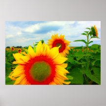 GIRASOL CARMESÍ IMPRESIONES