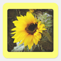 Girasol Colcomania Cuadrada