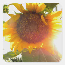 Girasol Colcomanias Cuadradas