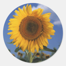 Girasol colorido brillante etiqueta redonda