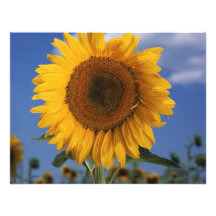 Girasol colorido brillante invitaciones personalizada