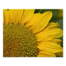 Girasol con las gotas de agua fotografias