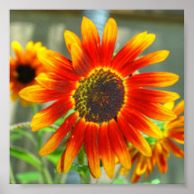 girasol de 118HD Starburst Poster