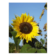 Girasol de fines de temporada postales