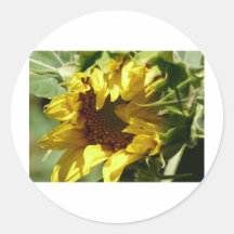 girasol de la abertura etiqueta