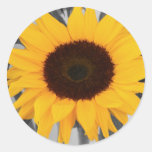 Girasol de la esperanza etiqueta redonda