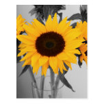 Girasol de la esperanza tarjeta postal