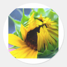 Girasol de New México Pegatina Redonda