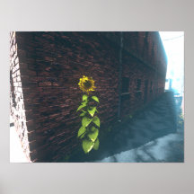 Girasol del callejón impresiones