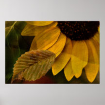 Girasol del otoño poster