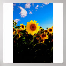 Girasol del verano      DSC_0877 Posters
