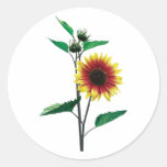 Girasol Dos-Entonado Pegatina