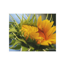 Girasol emergente impresión en lona