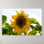 Girasol en la floración impresiones