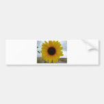 girasol etiqueta de parachoque