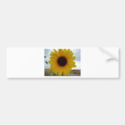 girasol etiqueta de parachoque