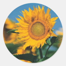 Girasol Etiqueta Redonda