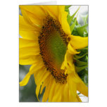 Girasol Felicitación