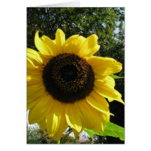 Girasol Felicitaciones