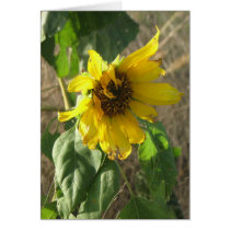 Girasol tarjetas