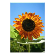 Girasol Fotografía