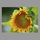 Girasol gigante - ACEO 12 tarjetas de negocio