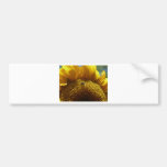 girasol gigantesco 2 etiqueta de parachoque