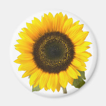 Girasol Imán Para Frigorifico