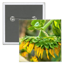 Girasol marchitado pins