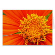 Girasol mexicano tarjetón