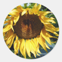 Girasol Pegatinas