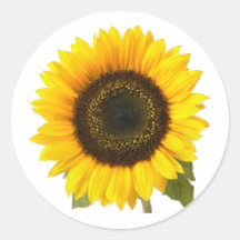 Girasol Pegatina