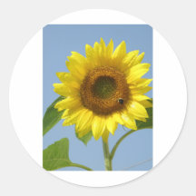 Girasol Pegatinas