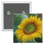 Girasol Pins