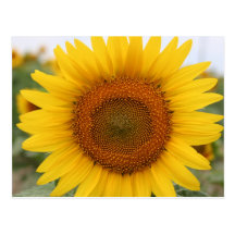 Girasol Postal