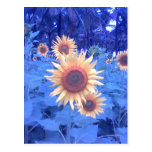 Girasol - postal