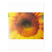 girasol postal