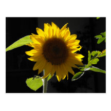 Girasol Postal