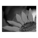 Girasol Postales