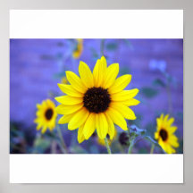 Girasol Posters