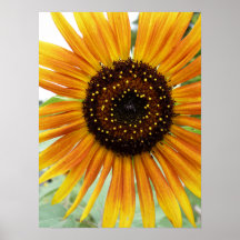 Girasol Poster