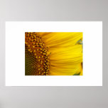 Girasol Poster