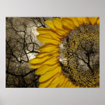 girasol poster