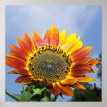 Girasol Posters