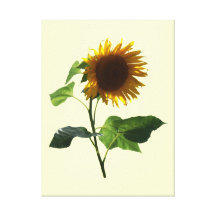 Girasol que mira abajo impresion en lona