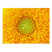 Girasol Tarjeta Postal