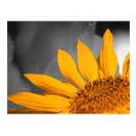 Girasol Tarjeta Postal